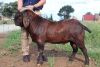 LOT 11 1X RAM Bonisa Reds KUDDE - 2