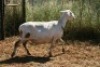 1X MEATMASTER OOI/EWE Thaba Meatmasters - 9