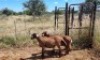 2X MEATMASTER OOI/EWE Thaba Meatmasters (x Money) - 2