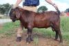 LOT 11 1X RAM Bonisa Reds KUDDE - 3