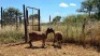 2X MEATMASTER OOI/EWE Thaba Meatmasters (x Money) - 8
