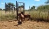 2X MEATMASTER OOI/EWE Thaba Meatmasters (x Money) - 9