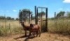 2X MEATMASTER OOI/EWE Thaba Meatmasters (x Money) - 11