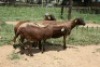 3X MEATMASTER OOI/EWE J-Afrika Meatmasters (x Money) - 2