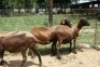 3X MEATMASTER OOI/EWE J-Afrika Meatmasters (x Money) - 4
