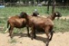 3X MEATMASTER OOI/EWE J-Afrika Meatmasters (x Money) - 6