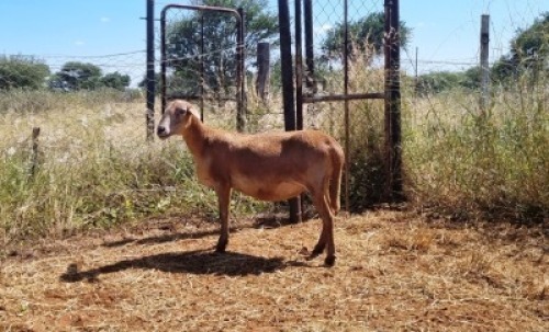 1X MEATMASTER OOI/EWE Thaba Meatmasters