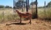 1X MEATMASTER OOI/EWE Thaba Meatmasters
