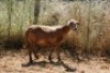 1X MEATMASTER OOI/EWE Thaba Meatmasters - 4