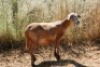 1X MEATMASTER OOI/EWE Thaba Meatmasters - 6