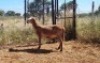 1X MEATMASTER OOI/EWE Thaba Meatmasters - 8
