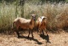 2X MEATMASTER OOI/EWE Thaba Meatmasters (x Money) - 4