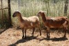 2X MEATMASTER OOI/EWE Thaba Meatmasters (x Money) - 5