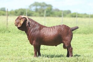 LOT 3 1X RAM Anton en Rickus Bothma Stoet KUDDE