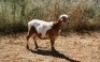 1X MEATMASTER OOI/EWE Thaba Meatmasters - 2