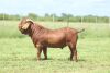 LOT 36 1X RAM Anton en Rickus Bothma Stoet KUDDE