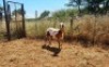 1X MEATMASTER OOI/EWE Thaba Meatmasters - 6