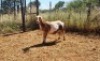 1X MEATMASTER OOI/EWE Thaba Meatmasters - 9