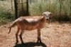 1X MEATMASTER OOI/EWE Thaba Meatmasters - 2