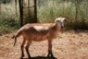 1X MEATMASTER OOI/EWE Thaba Meatmasters - 3