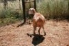 1X MEATMASTER OOI/EWE Thaba Meatmasters - 4