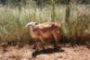 1X MEATMASTER OOI/EWE Thaba Meatmasters - 5