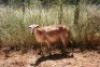 1X MEATMASTER OOI/EWE Thaba Meatmasters - 6