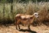 1X MEATMASTER OOI/EWE Thaba Meatmasters - 7