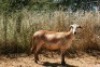 1X MEATMASTER OOI/EWE Thaba Meatmasters - 8