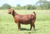 LOT 61 1X OOI/EWE Anton en Rickus Bothma Stoet KUDDE DRAGTIG