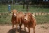 2X MEATMASTER OOI/EWE J-Afrika Meatmasters (x Money) - 6