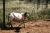 1X MEATMASTER OOI/EWE Thaba Meatmasters - 2