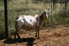 1X MEATMASTER OOI/EWE Thaba Meatmasters - 4