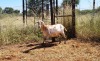 1X MEATMASTER OOI/EWE Thaba Meatmasters - 7