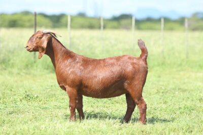 LOT 62 1X OOI/EWE Anton en Rickus Bothma Stoet STOET DRAGTIG