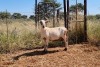 1X MEATMASTER OOI/EWE Thaba Meatmasters - 2