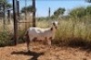1X MEATMASTER OOI/EWE Thaba Meatmasters - 4