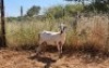 1X MEATMASTER OOI/EWE Thaba Meatmasters - 5