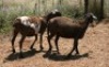 2X MEATMASTER OOI/EWE Thaba Meatmasters (x Money) - 2