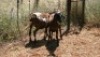 2X MEATMASTER OOI/EWE Thaba Meatmasters (x Money) - 3