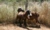 2X MEATMASTER OOI/EWE Thaba Meatmasters (x Money) - 6