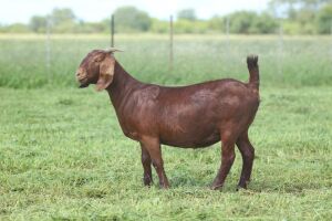 LOT 97 1X OOI/EWE Anton en Rickus Bothma Stoet POTENTIAL STUD