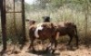 2X MEATMASTER OOI/EWE Thaba Meatmasters (x Money) - 7