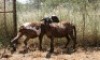 2X MEATMASTER OOI/EWE Thaba Meatmasters (x Money) - 8