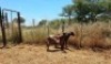 2X MEATMASTER OOI/EWE Thaba Meatmasters (x Money) - 10