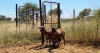 2X MEATMASTER OOI/EWE Thaba Meatmasters (x Money) - 12