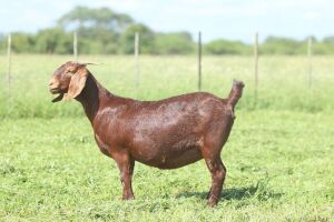 LOT 98 1X OOI/EWE Anton en Rickus Bothma Stoet POTENTIAL STUD PREGNANT