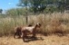 3X MEATMASTER OOI/EWE Thaba Meatmasters (x Money) - 2