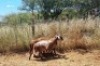 3X MEATMASTER OOI/EWE Thaba Meatmasters (x Money) - 3