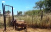 3X MEATMASTER OOI/EWE Thaba Meatmasters (x Money) - 6